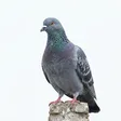 Photographie de pigeon biset en zone urbaine sur façade