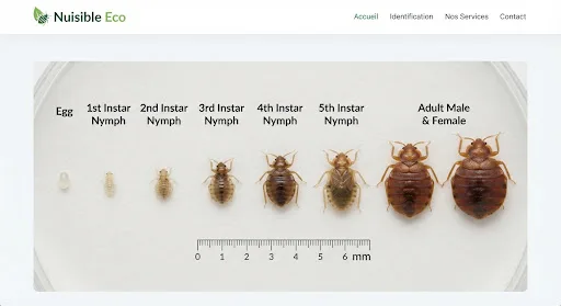 Scientific diagnostic macro visual showing bed bug life stages progression from nymph to adult size comparison on neutral background, educational biological entomology presentation