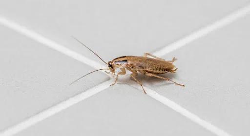 Macro photography of German cockroach blatte germanique on tile surface, sanitized clinical insect photography, crisp lighting
